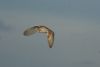 Barn Owl at South Fambridge (Martin Cracknell) (12044 bytes)